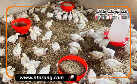 بررسی تأثیر تغذیه با منابع پروتئینی گیاهی بر رشد و سلامت طیور: چالش‌ها و فرصت‌ها